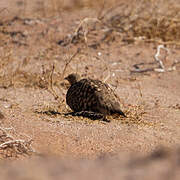 Namaqua Sandgrouse
