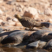 Namaqua Sandgrouse