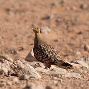 Namaqua Sandgrouse