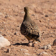 Namaqua Sandgrouse