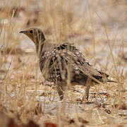 Namaqua Sandgrouse