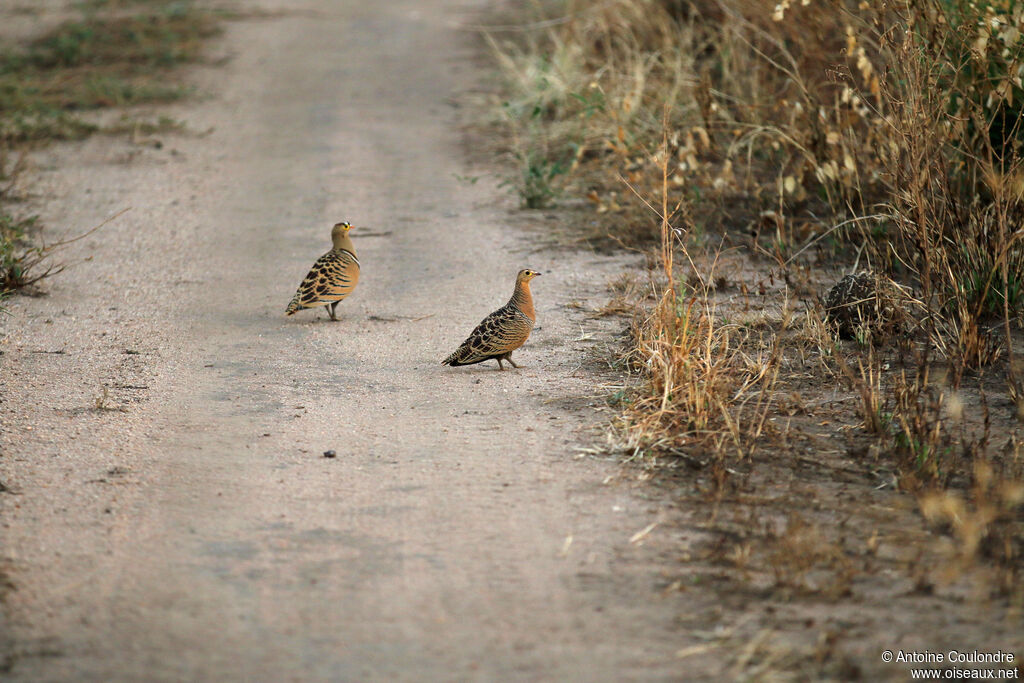 Four-banded Sandgrouse