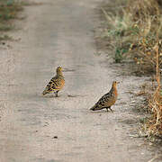 Four-banded Sandgrouse