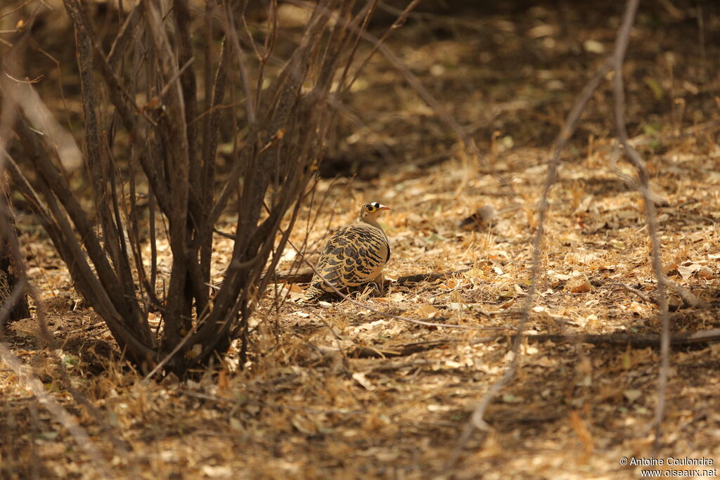 Four-banded Sandgrouse male