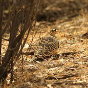 Four-banded Sandgrouse