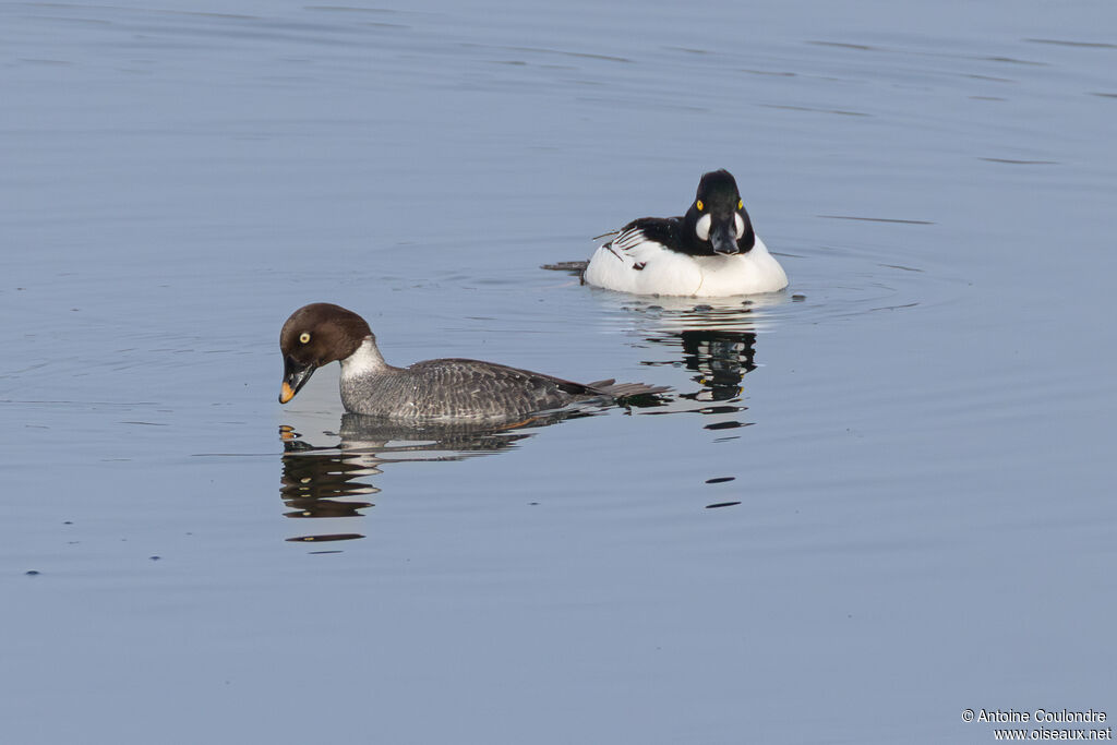 Garrot à oeil d'oradulte nuptial, parade, accouplement.