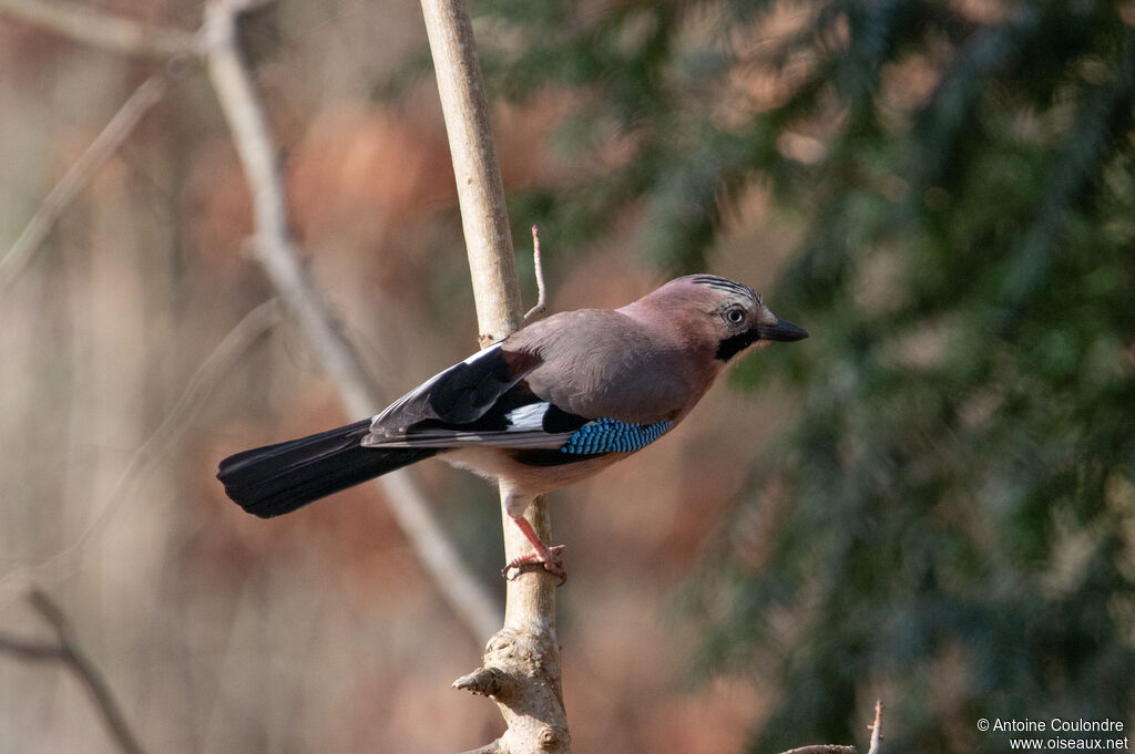 Eurasian Jayadult