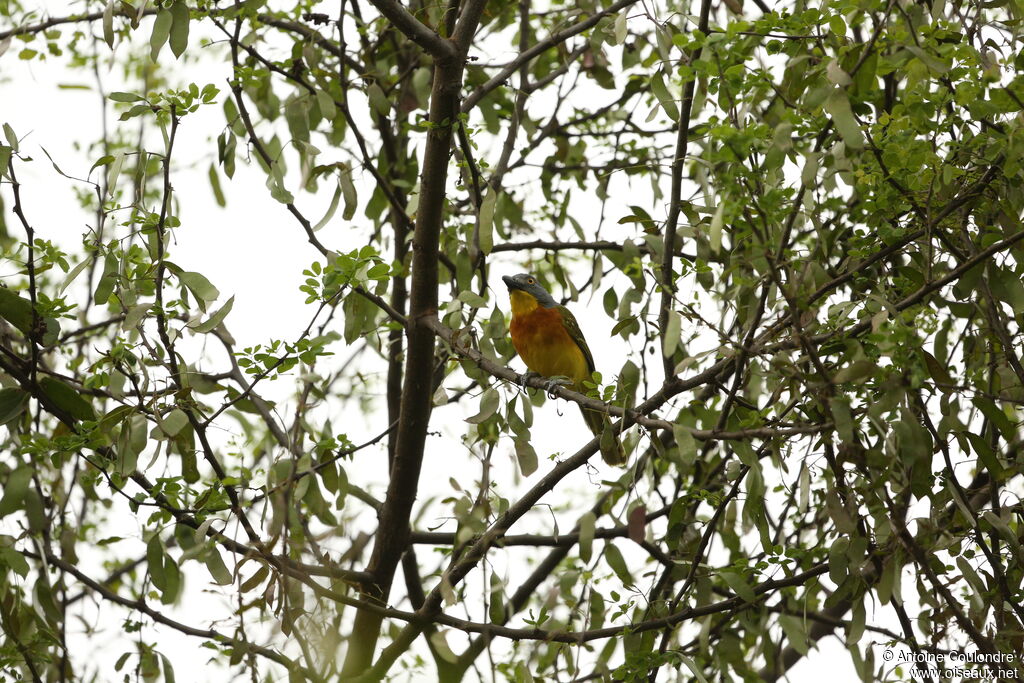 Grey-headed Bushshrike