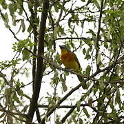 Grey-headed Bushshrike