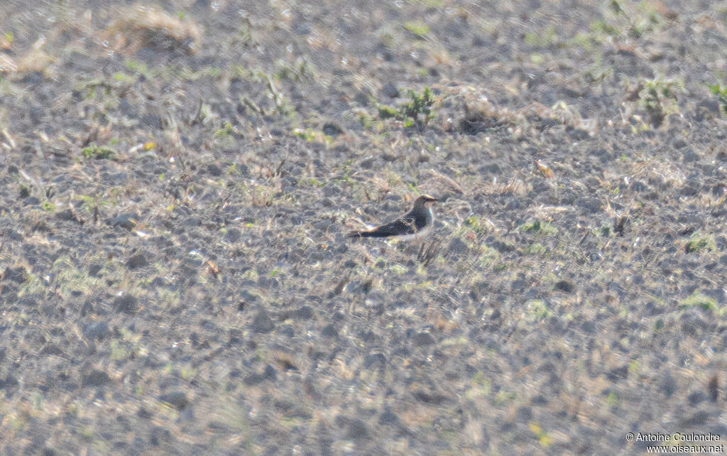 Glaréole à collier