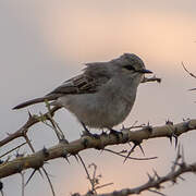 African Grey Flycatcher