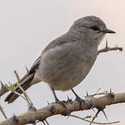 African Grey Flycatcher