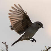 African Grey Flycatcher