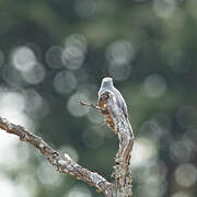 Silverbird