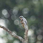 Silverbird