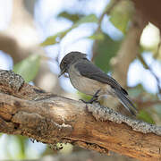 Abyssinian Slaty Flycatcher