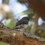 Abyssinian Slaty Flycatcher
