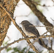 Abyssinian Slaty Flycatcher