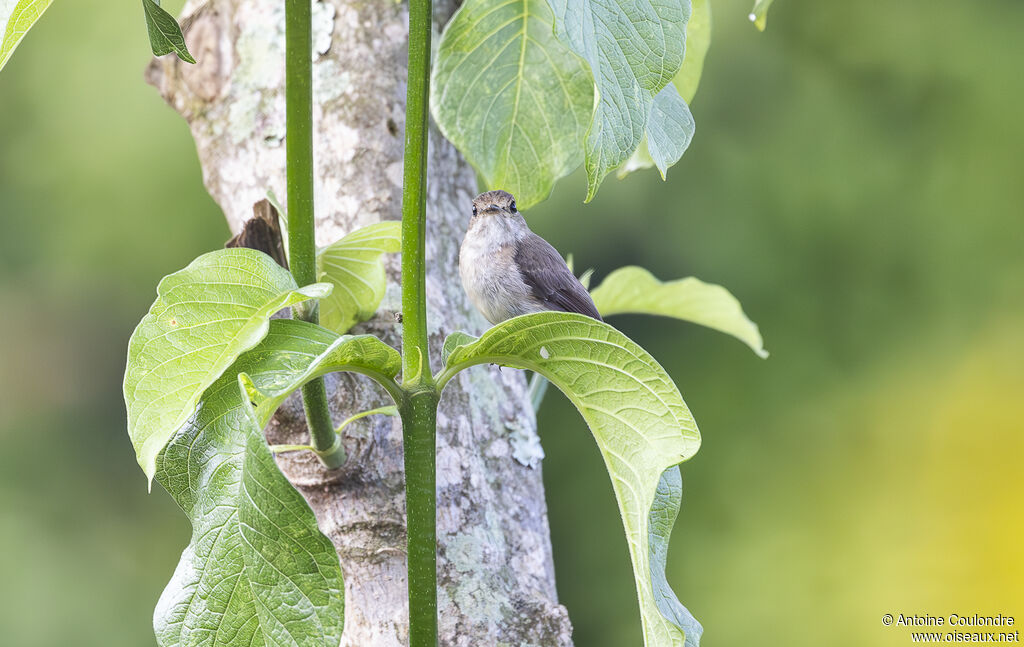 White-eyed Slaty Flycatcheradult