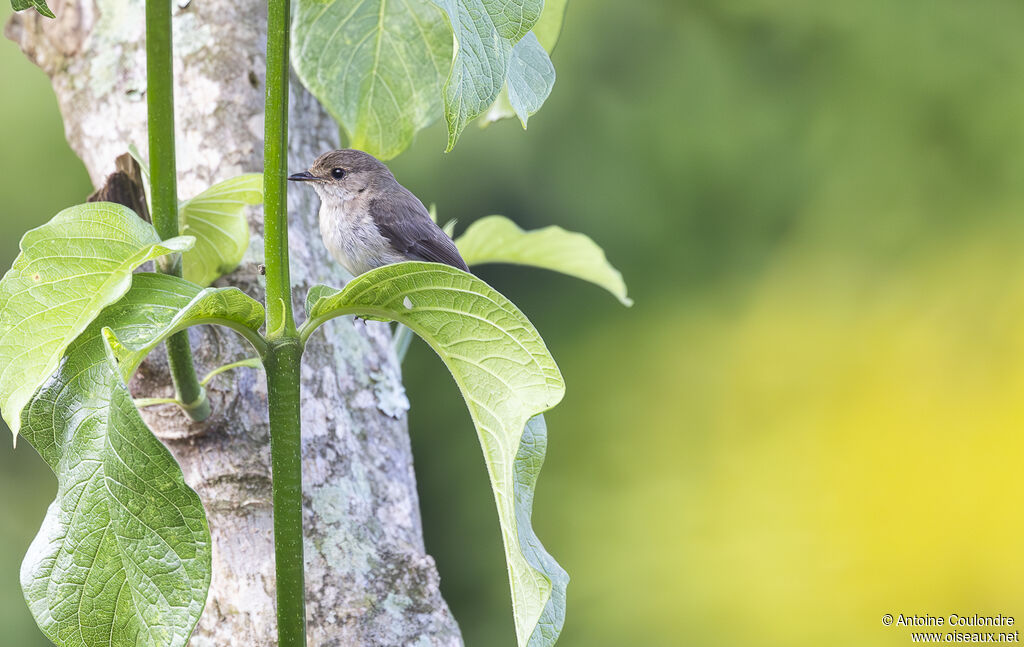 White-eyed Slaty Flycatcheradult