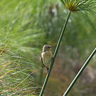 Gobemouche des marais