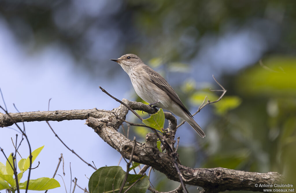 Spotted Flycatcheradult