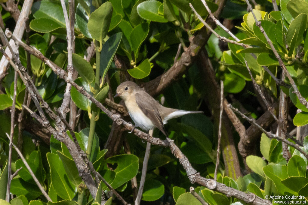 Red-breasted Flycatcher