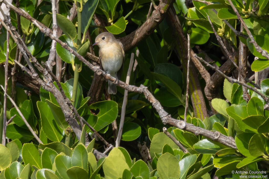 Red-breasted Flycatcheradult
