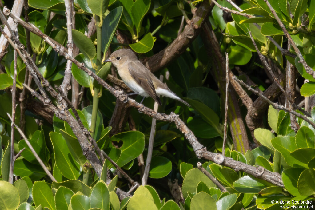 Red-breasted Flycatcheradult