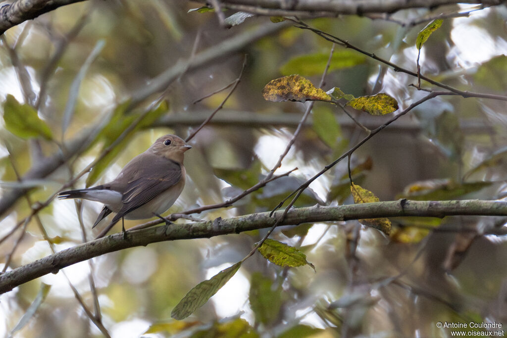 Red-breasted Flycatcheradult