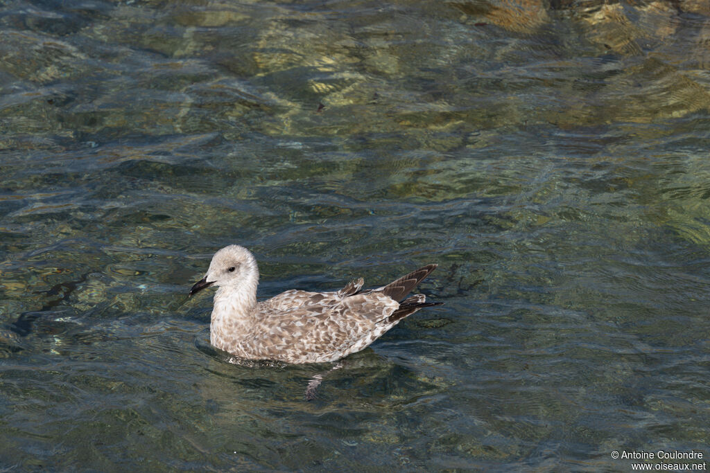 European Herring GullFirst year