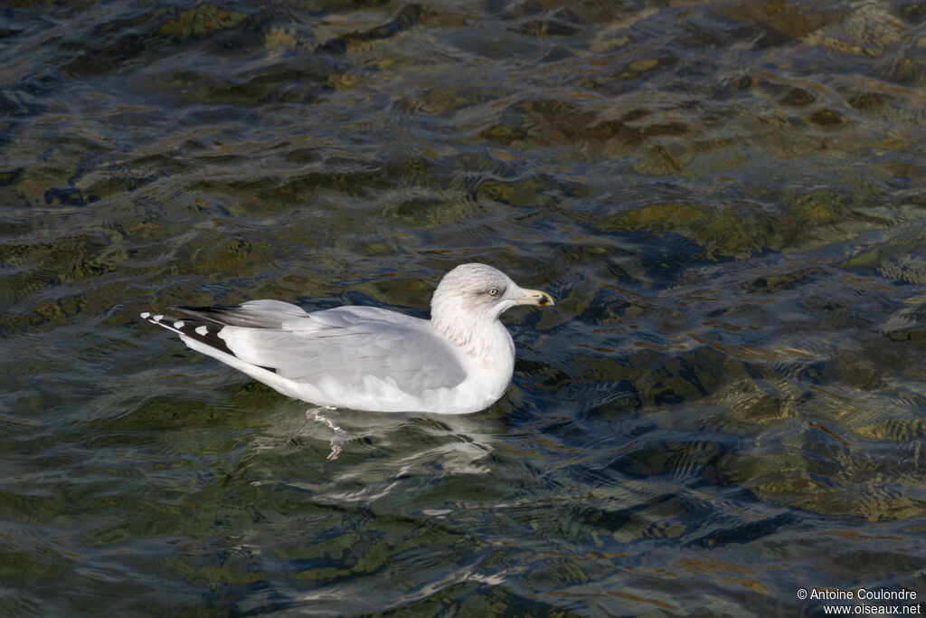 European Herring GullThird  year