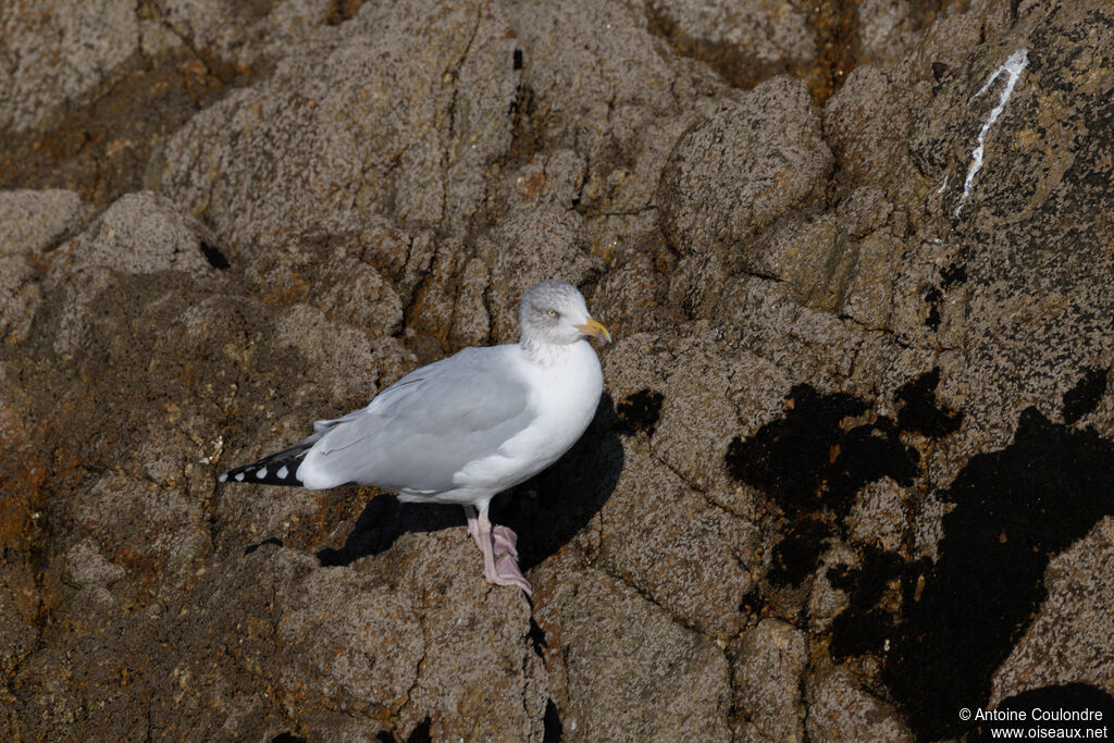 European Herring Gulladult post breeding