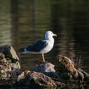 Lesser Black-backed Gull