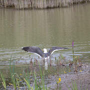 Lesser Black-backed Gull