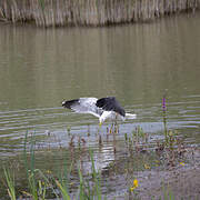 Lesser Black-backed Gull