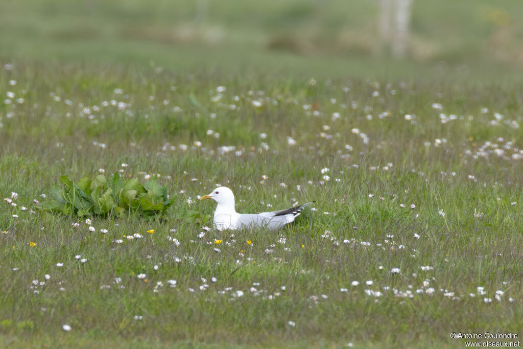 Common Gull adult, breeding