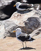 Kelp Gull