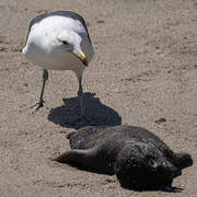 Kelp Gull
