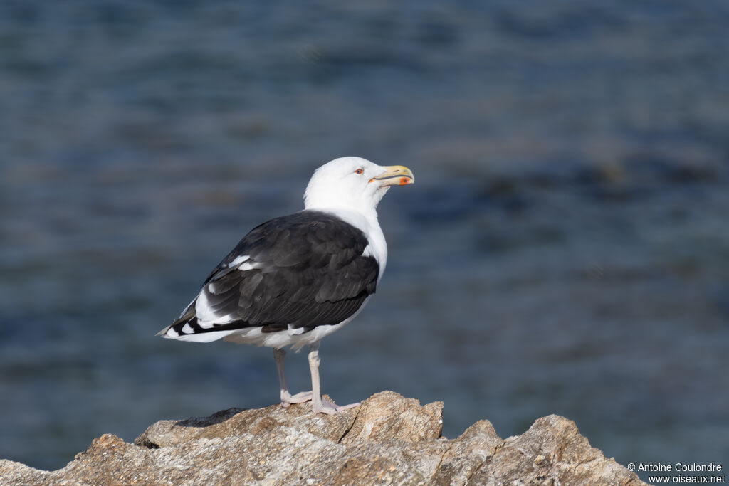 Great Black-backed Gulladult post breeding