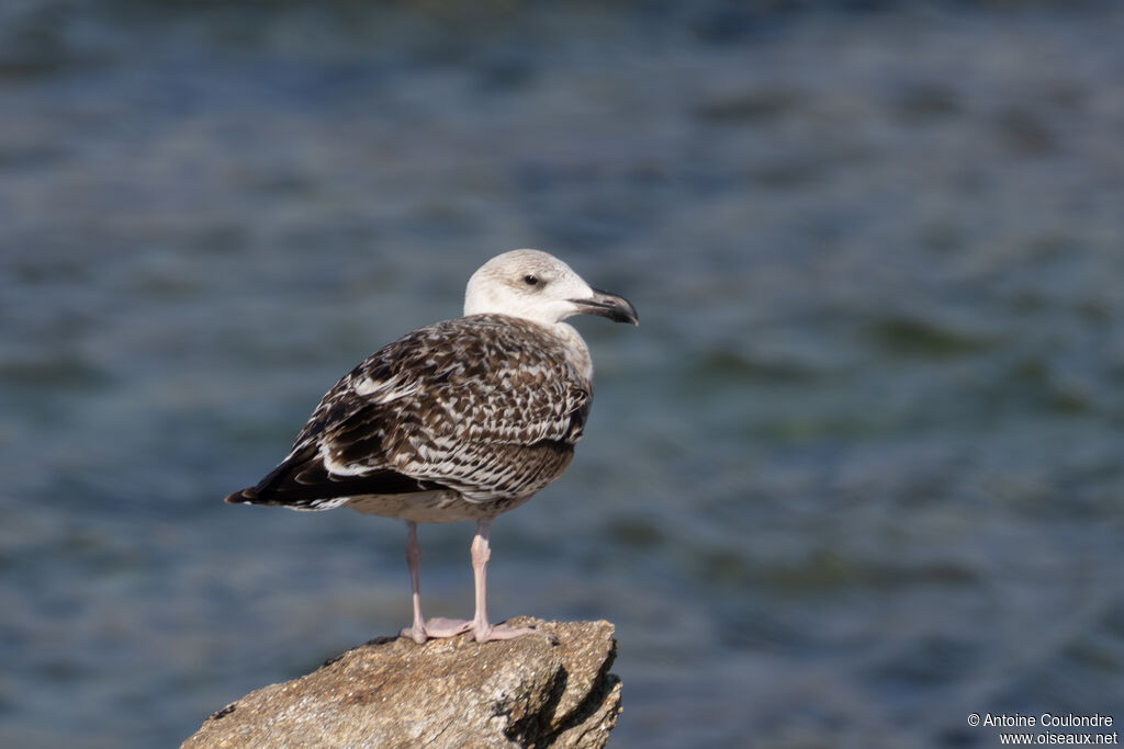 Great Black-backed GullFirst year
