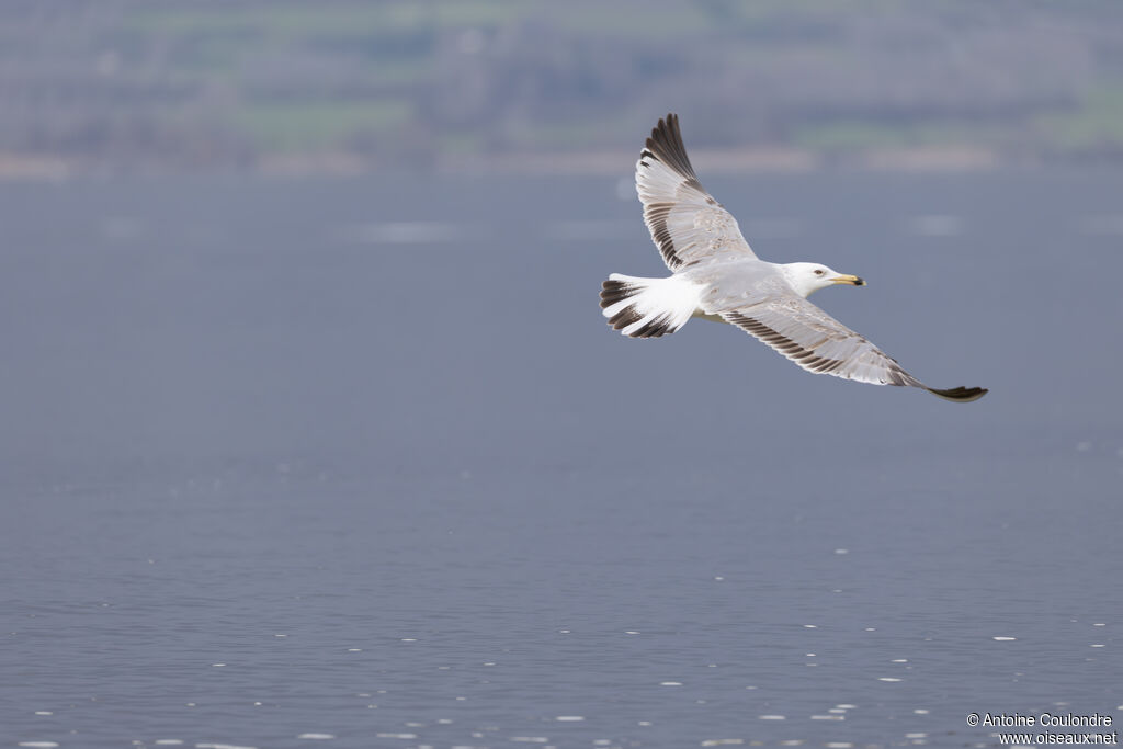 Goéland pontique2ème année