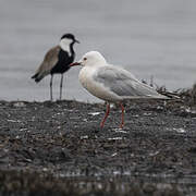 Slender-billed Gull