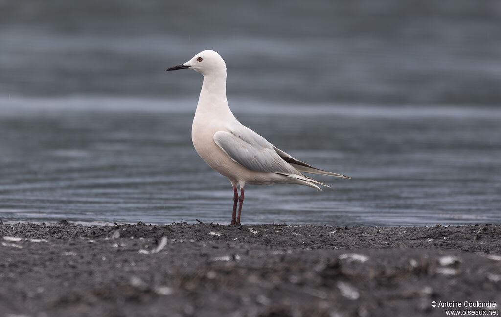 Slender-billed Gulladult breeding