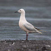 Slender-billed Gull