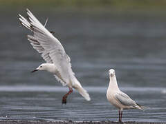 Slender-billed Gull