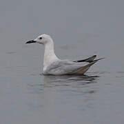 Slender-billed Gull