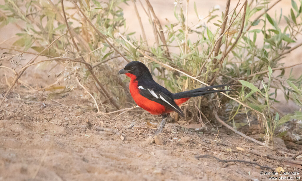 Black-headed Gonolekadult