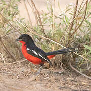 Black-headed Gonolek