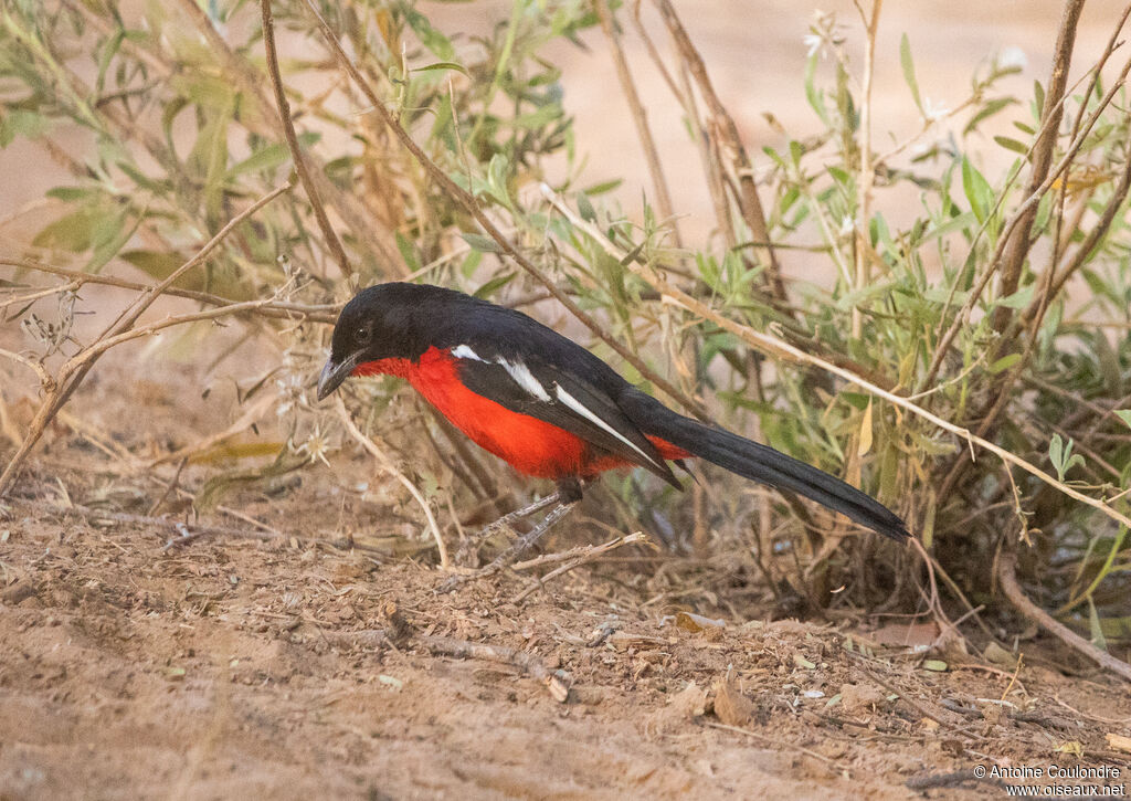 Black-headed Gonolekadult